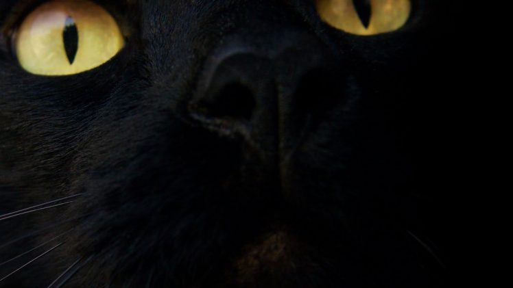 black cats HD Wallpaper Desktop Background
