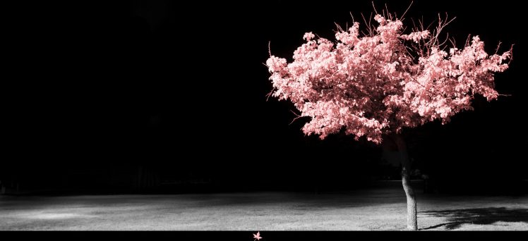 trees, Pink HD Wallpaper Desktop Background