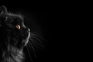 cat, Black cats, Black, Dark, Selective coloring, Black background