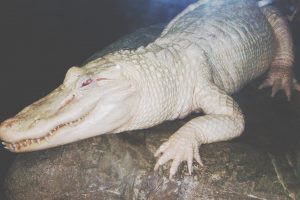white, Crocodiles, Reptiles, Albino