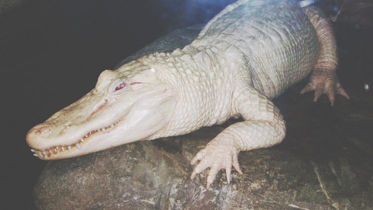 white, Crocodiles, Reptiles, Albino HD Wallpaper Desktop Background