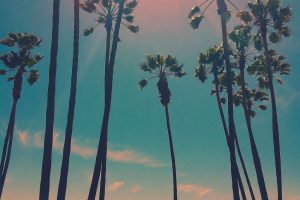San Diego, Palm trees, Sun