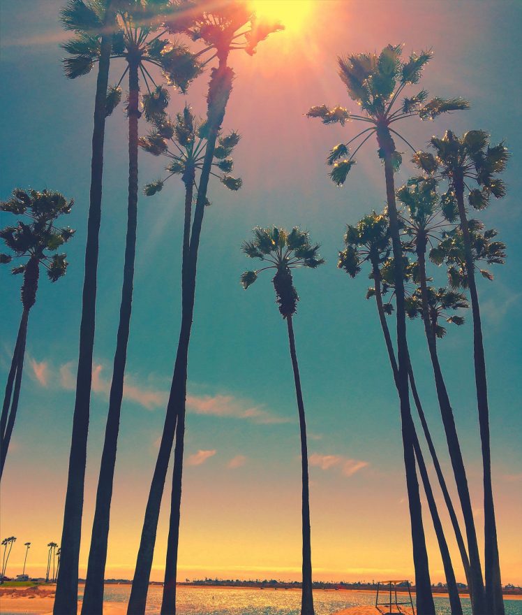 San Diego, Palm trees, Sun HD Wallpaper Desktop Background