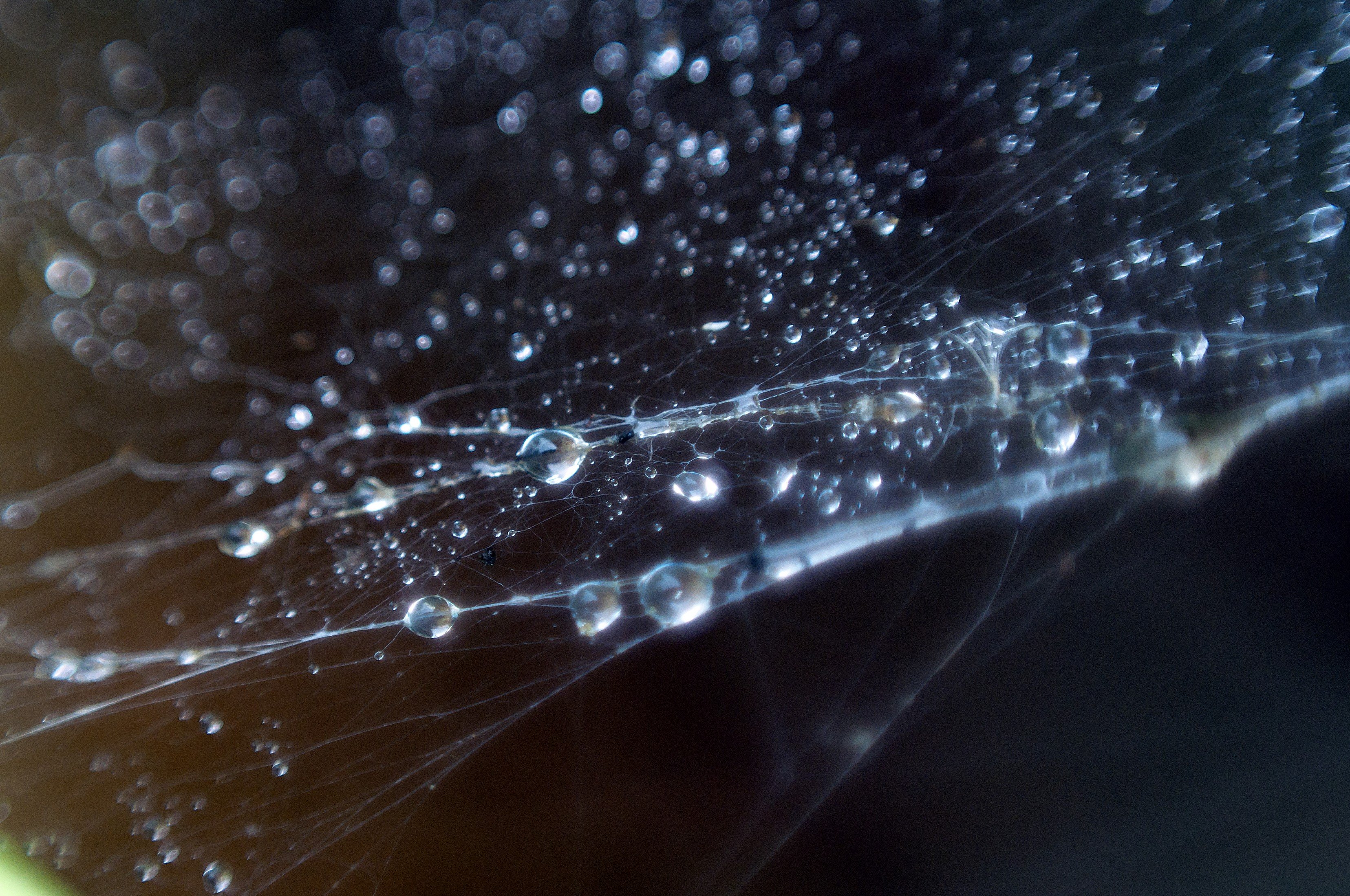 spiderwebs, Water drops Wallpaper