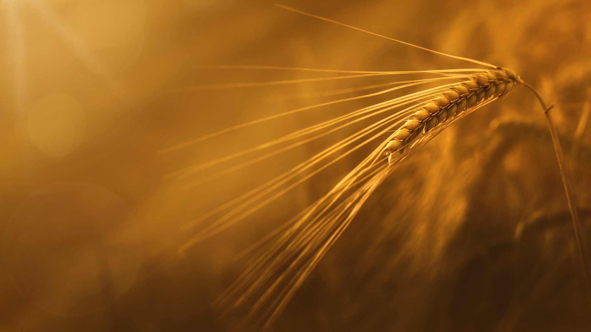 macro, Sunlight, Wheat Wallpaper