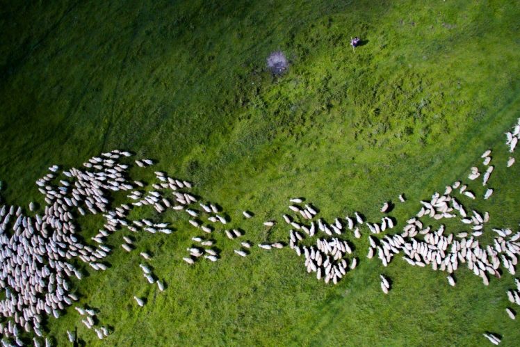 Szabolcs Ignacz, Drone,  Romania, Sheep HD Wallpaper Desktop Background