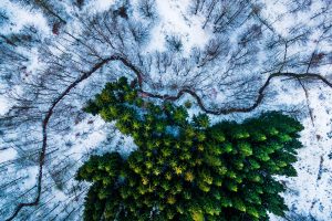 Michael Bernholdt, Drone, Denmark, Snow, Trees