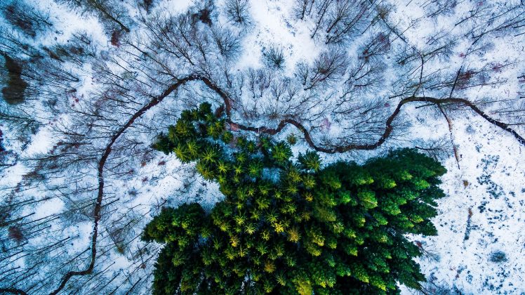 Michael Bernholdt, Drone, Denmark, Snow, Trees HD Wallpaper Desktop Background