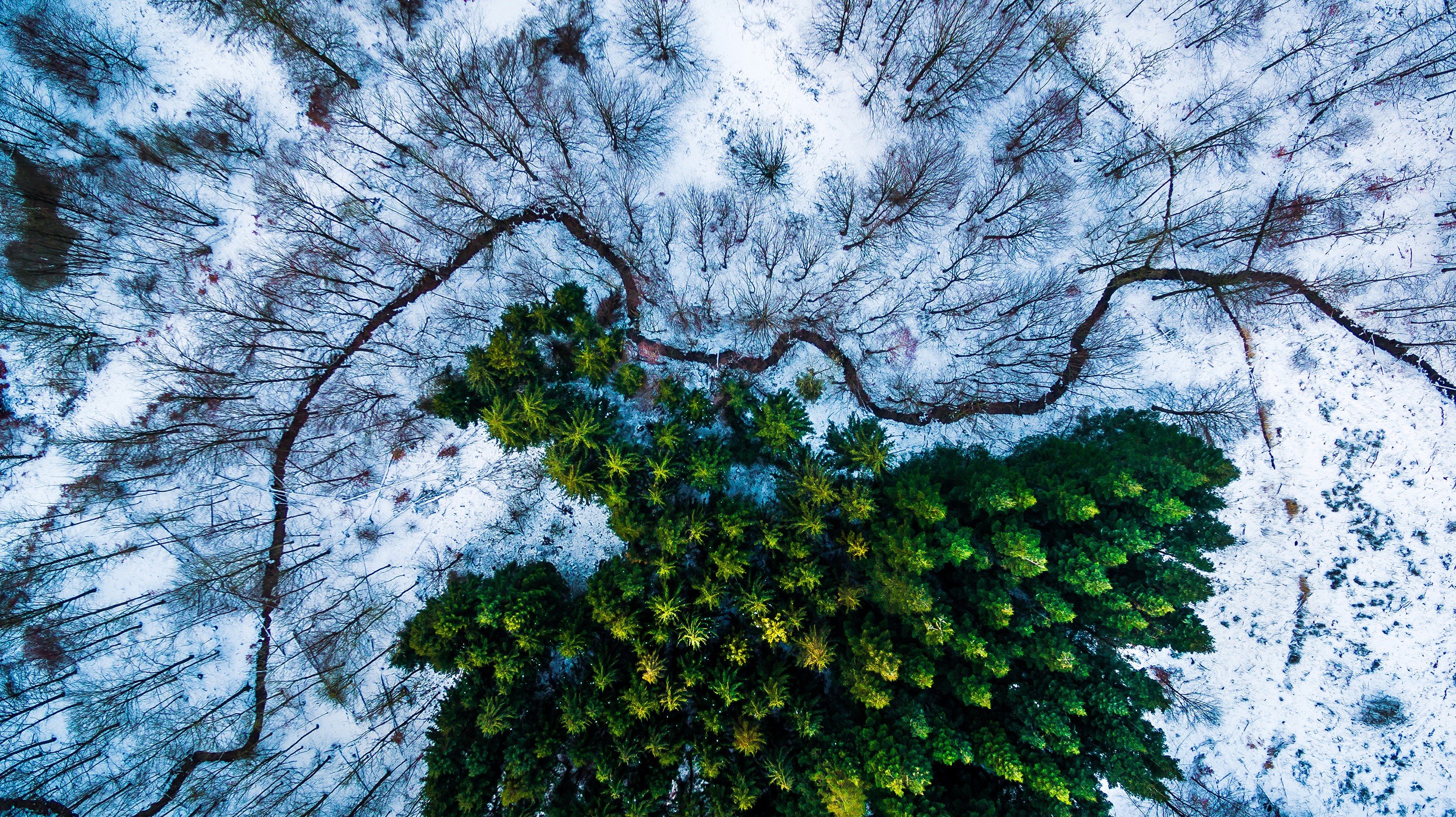 Michael Bernholdt, Drone, Denmark, Snow, Trees Wallpaper
