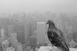 monochrome, Pigeons, City, Birds, Cityscape, New York City