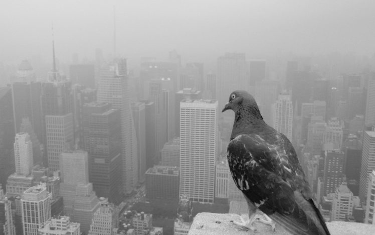 monochrome, Pigeons, City, Birds, Cityscape, New York City HD Wallpaper Desktop Background