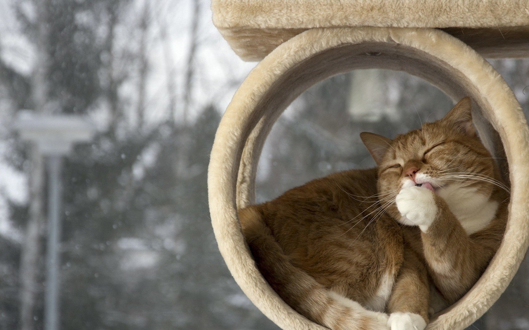 snow, Cat Wallpaper