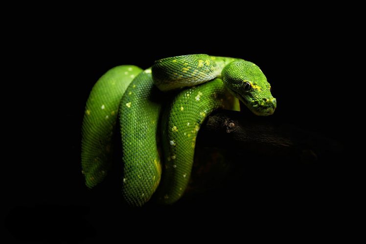 macro, Snake, Reptiles HD Wallpaper Desktop Background