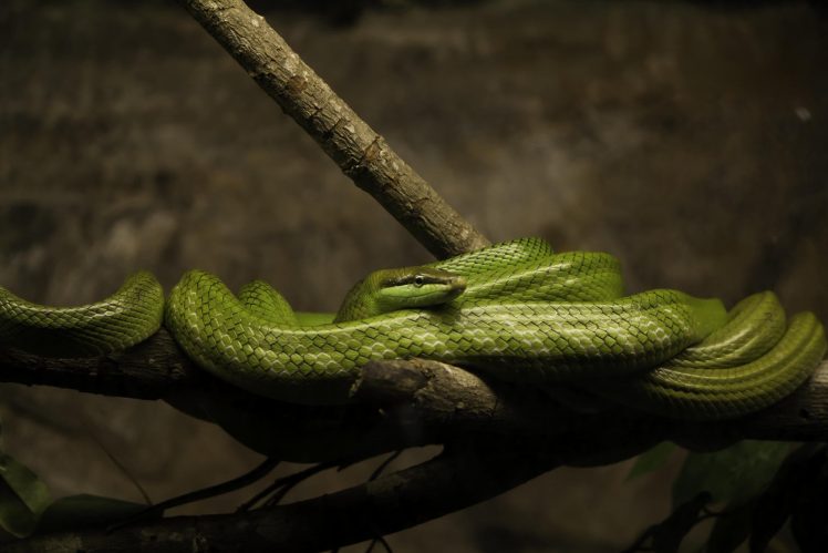 macro, Snake, Reptiles, Branch HD Wallpaper Desktop Background
