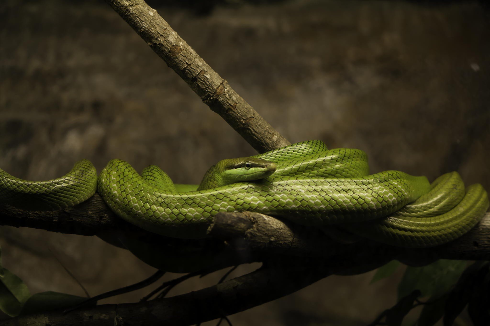 macro, Snake, Reptiles, Branch Wallpaper