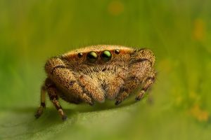 eyes, Photography, Macro, Spider, Leaves