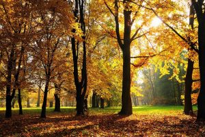 sunlight, Fall, Trees