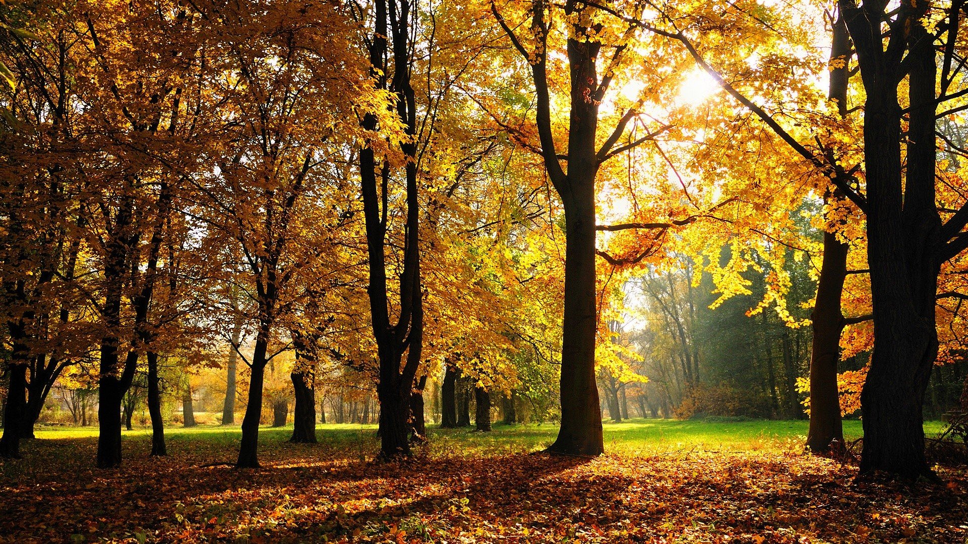 sunlight, Fall, Trees Wallpaper
