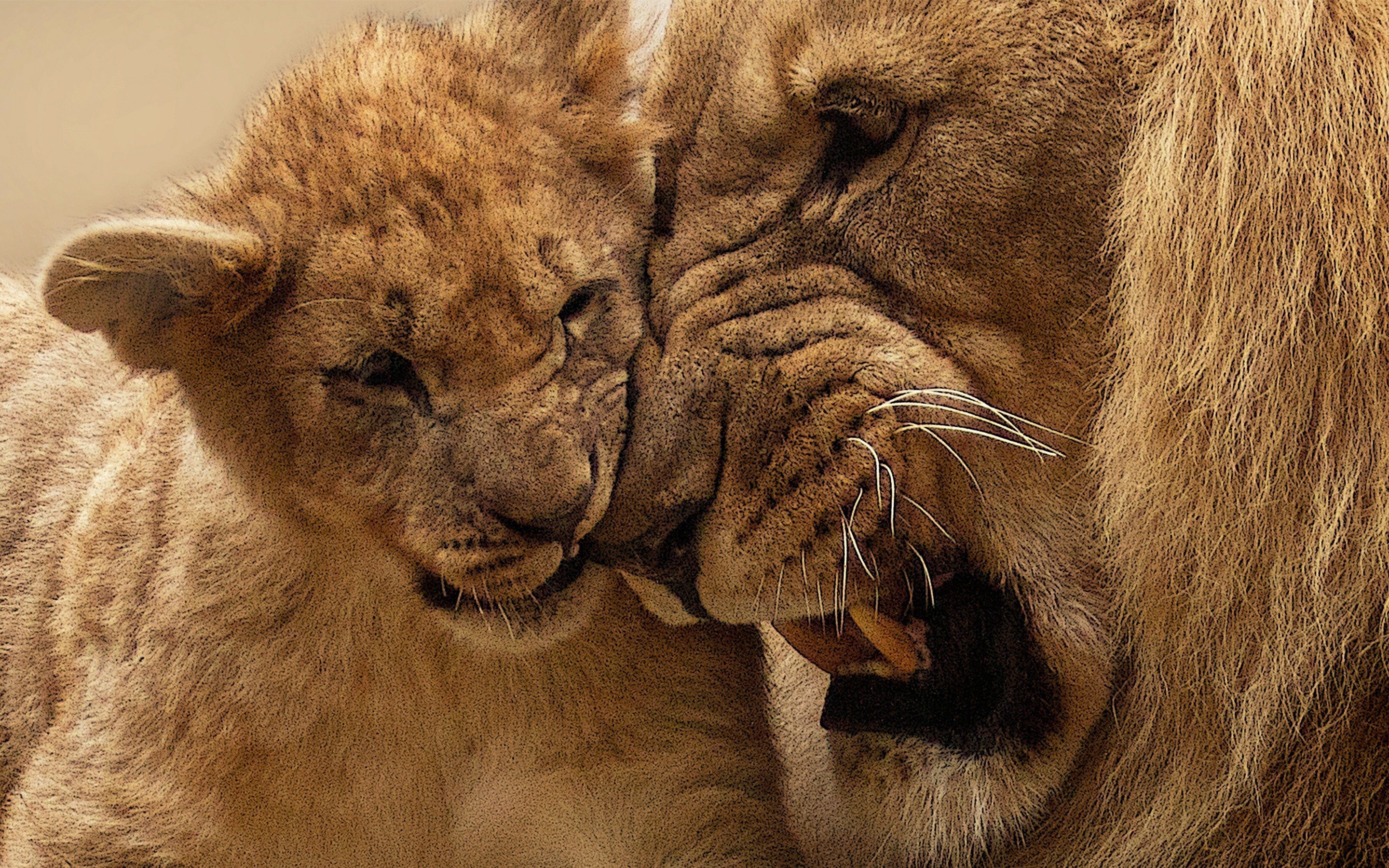 lion Wallpaper