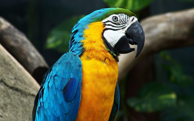 macaws, Birds HD Wallpaper Desktop Background