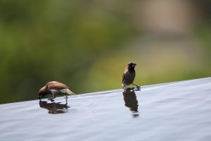 photography, Macro, Depth of field, Sparrow, Water, Drink, Reflection