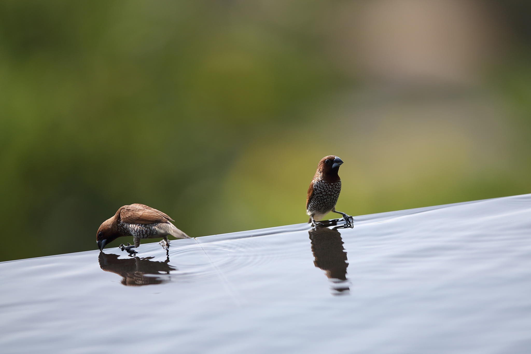 photography, Macro, Depth of field, Sparrow, Water, Drink, Reflection Wallpaper