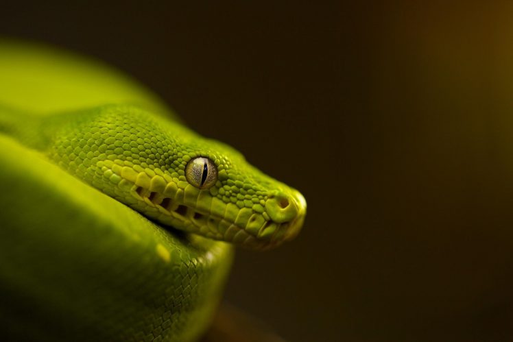 eyes, Photography, Macro, Depth of field, Snake HD Wallpaper Desktop Background