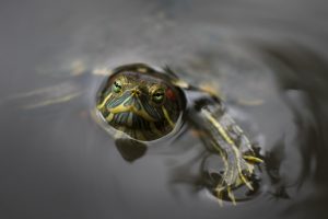 looking at viewer, Photography, Macro, Water, Turtle