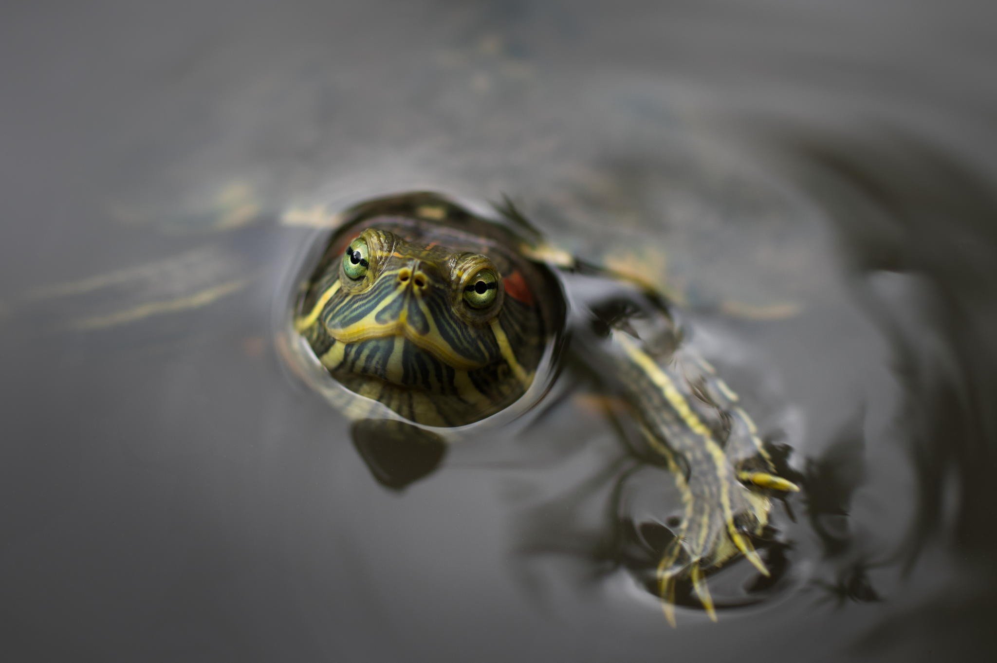 looking at viewer, Photography, Macro, Water, Turtle Wallpaper