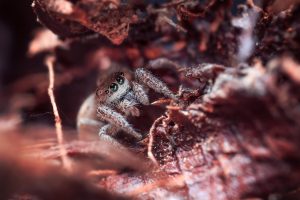 photography, Macro, Depth of field, Spider, Wood