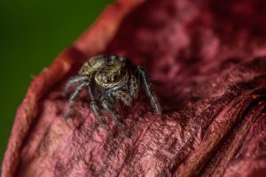 photography, Macro, Depth of field, Spider, Tiny, Leaves