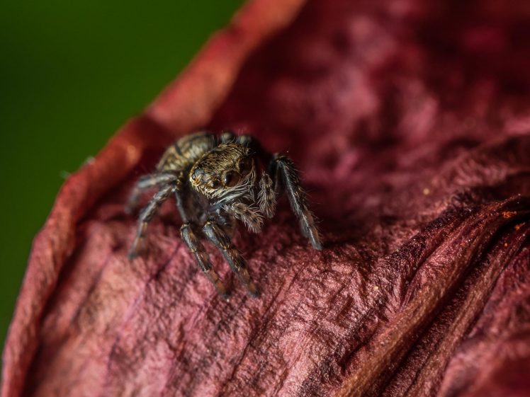 photography, Macro, Depth of field, Spider, Tiny, Leaves HD Wallpaper Desktop Background