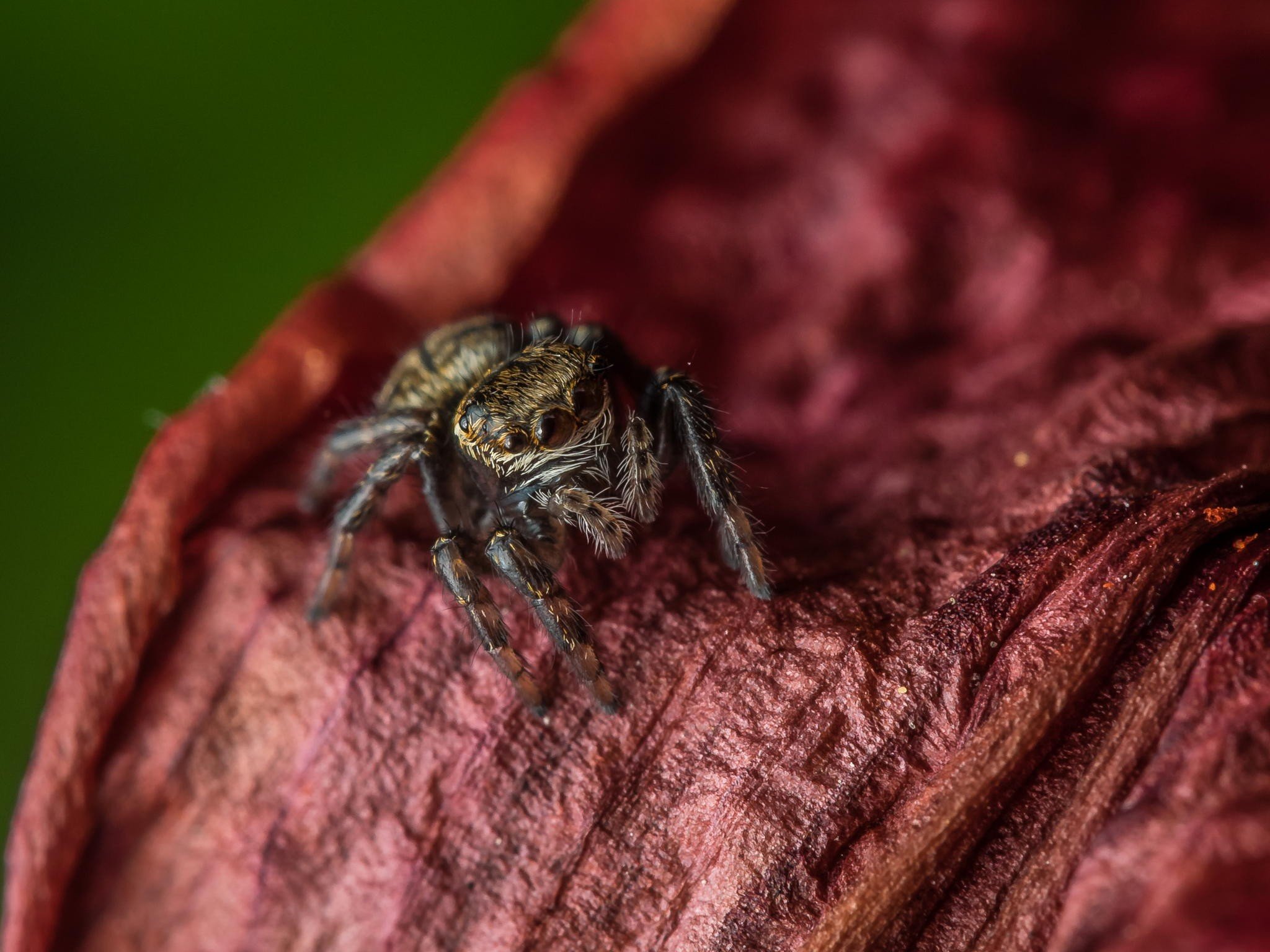 photography, Macro, Depth of field, Spider, Tiny, Leaves Wallpaper