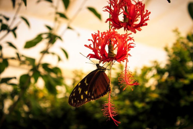 photography, Macro, Depth of field, Butterfly, Leaves, Sunlight HD Wallpaper Desktop Background