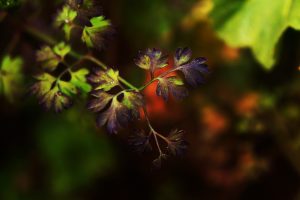 photography, Macro, Depth of field, Leaves, Purple