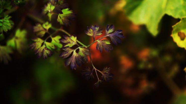 photography, Macro, Depth of field, Leaves, Purple HD Wallpaper Desktop Background