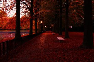 photography, Trees, Fall, Fence, Bench, Lights, Red leaves