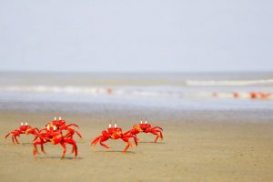 crabs, Ocypode, Ghost crab