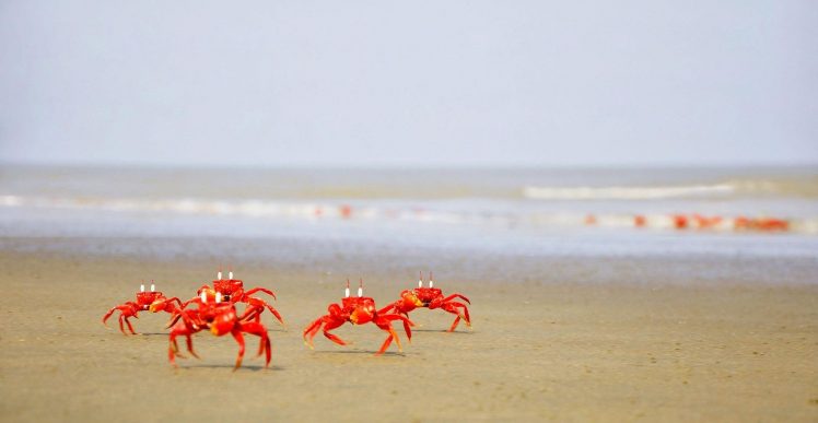 crabs, Ocypode, Ghost crab HD Wallpaper Desktop Background
