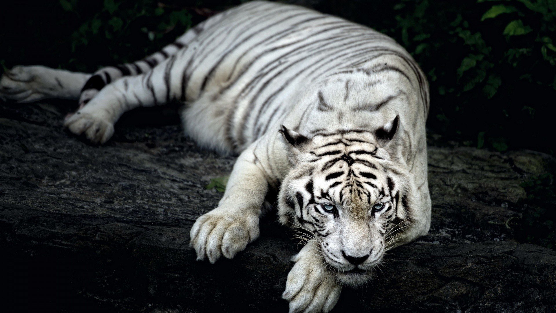 white tigers Wallpaper