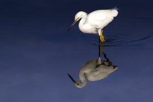 reflection, Egret
