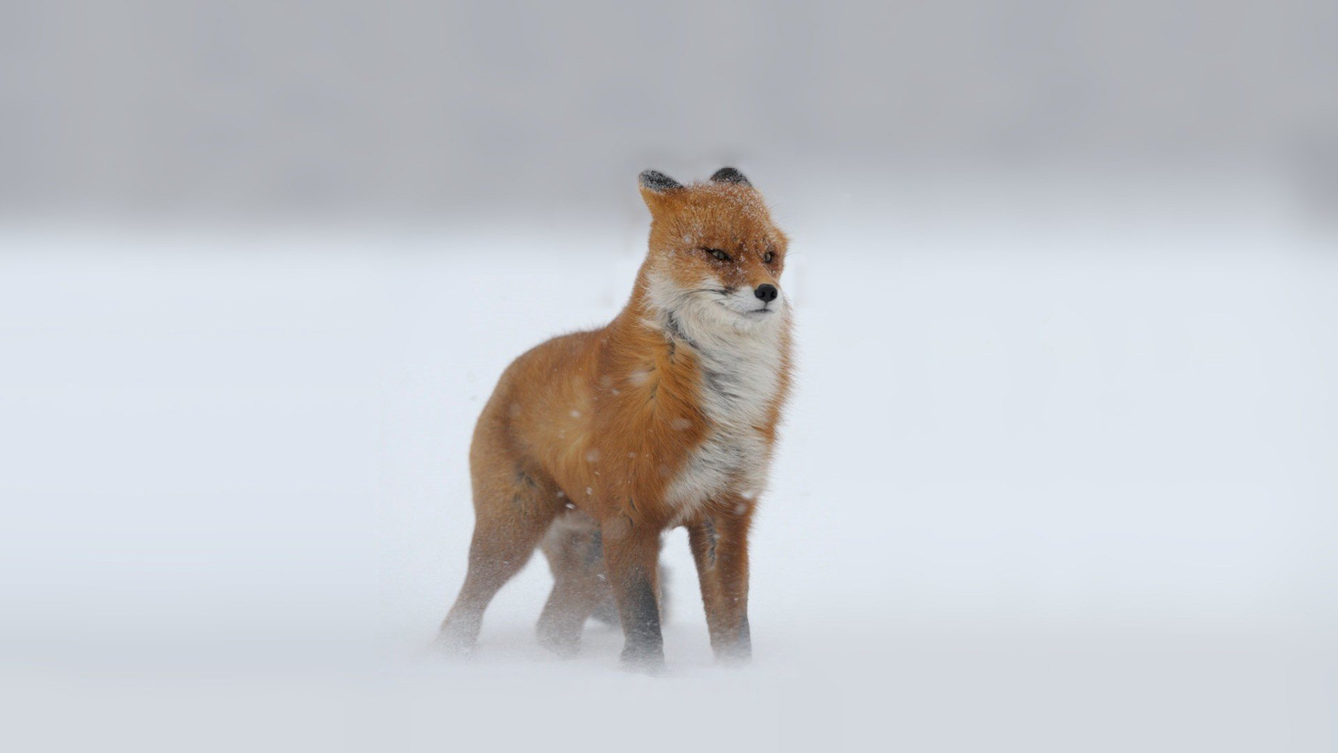 snow, Fox Wallpaper
