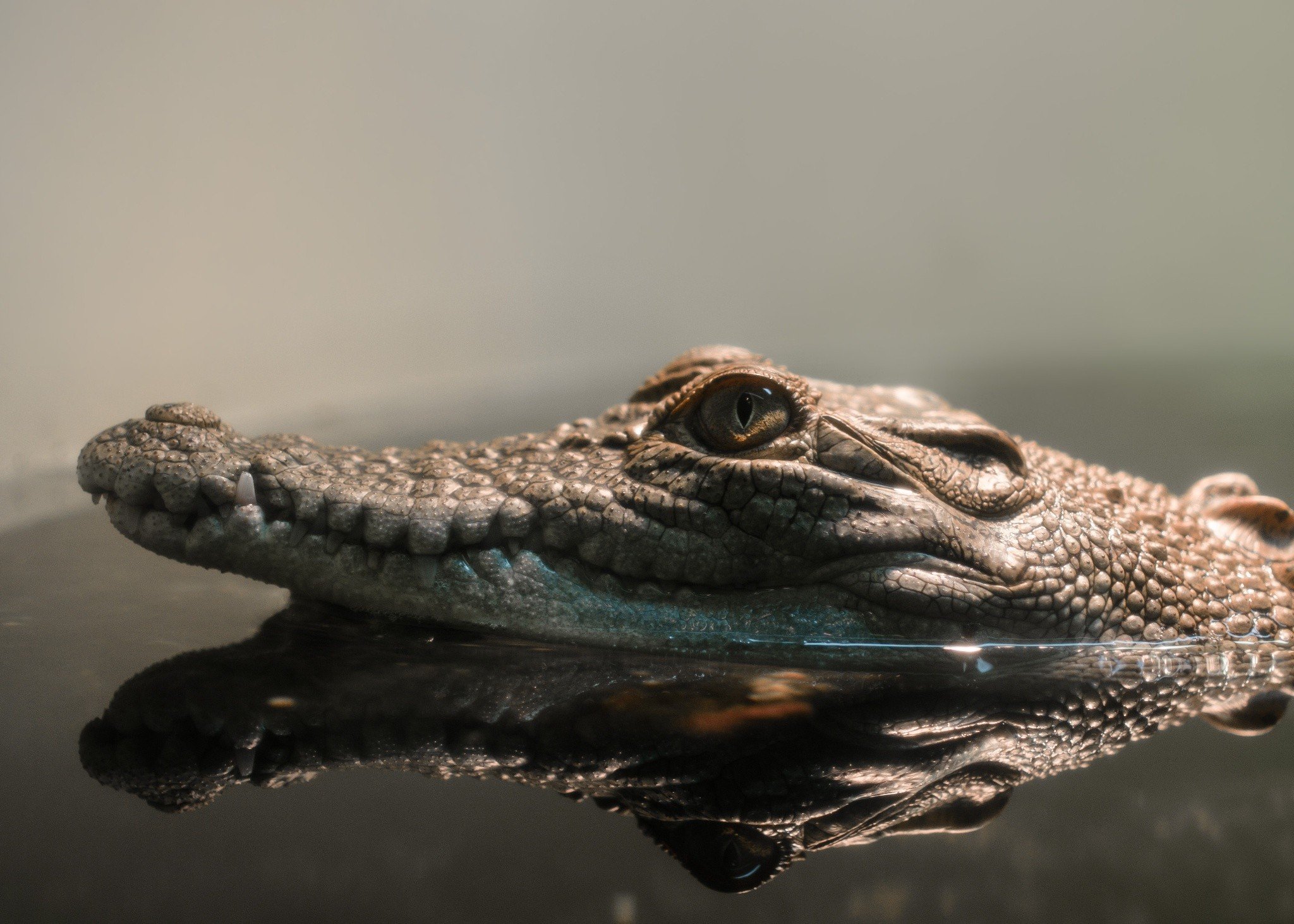 reptiles, Crocodiles, Reflection Wallpaper