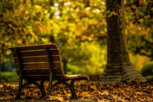 trees, Fall, Alone, Bench