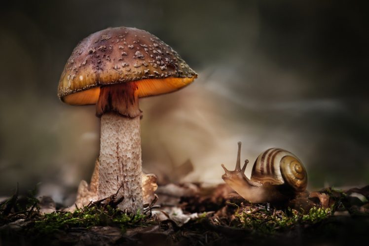 macro, Snail, Mushroom, HDR HD Wallpaper Desktop Background