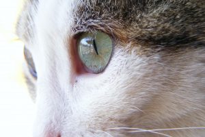 eyes, Cat