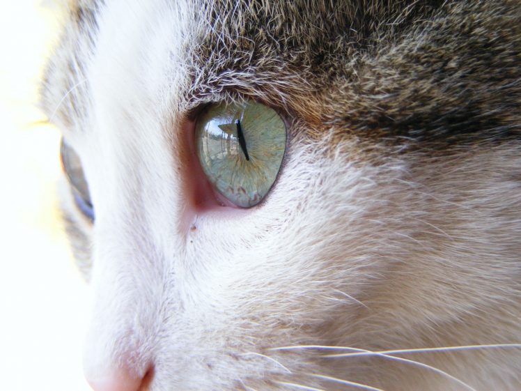 eyes, Cat HD Wallpaper Desktop Background