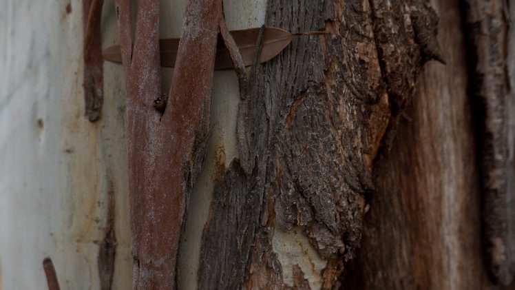 trees, Bark, Leaves HD Wallpaper Desktop Background