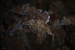frost, Leaves