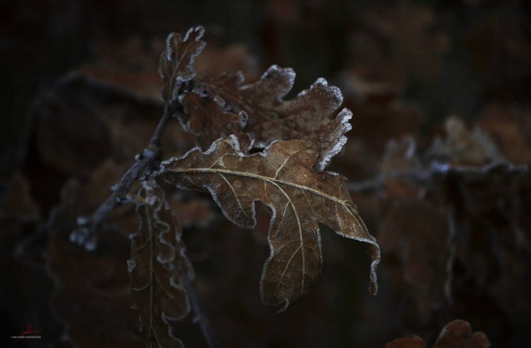 frost, Leaves HD Wallpaper Desktop Background